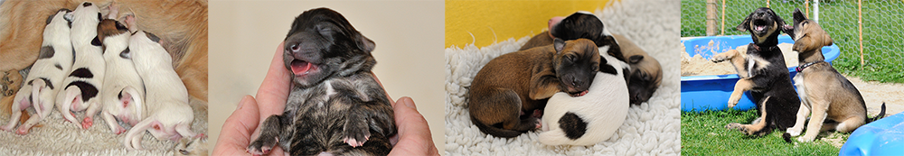 Langhaar Whippet Welpen Langhaar Whippet Welpen